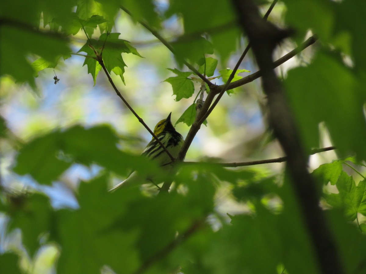 Black-throated Green Warbler - ML618698239