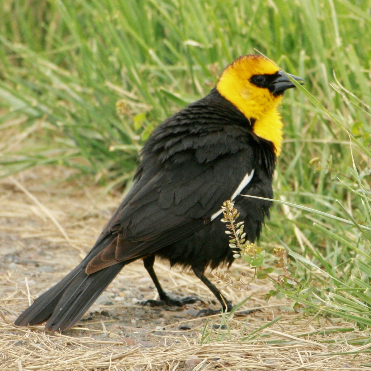 Yellow-headed Blackbird - ML618698249
