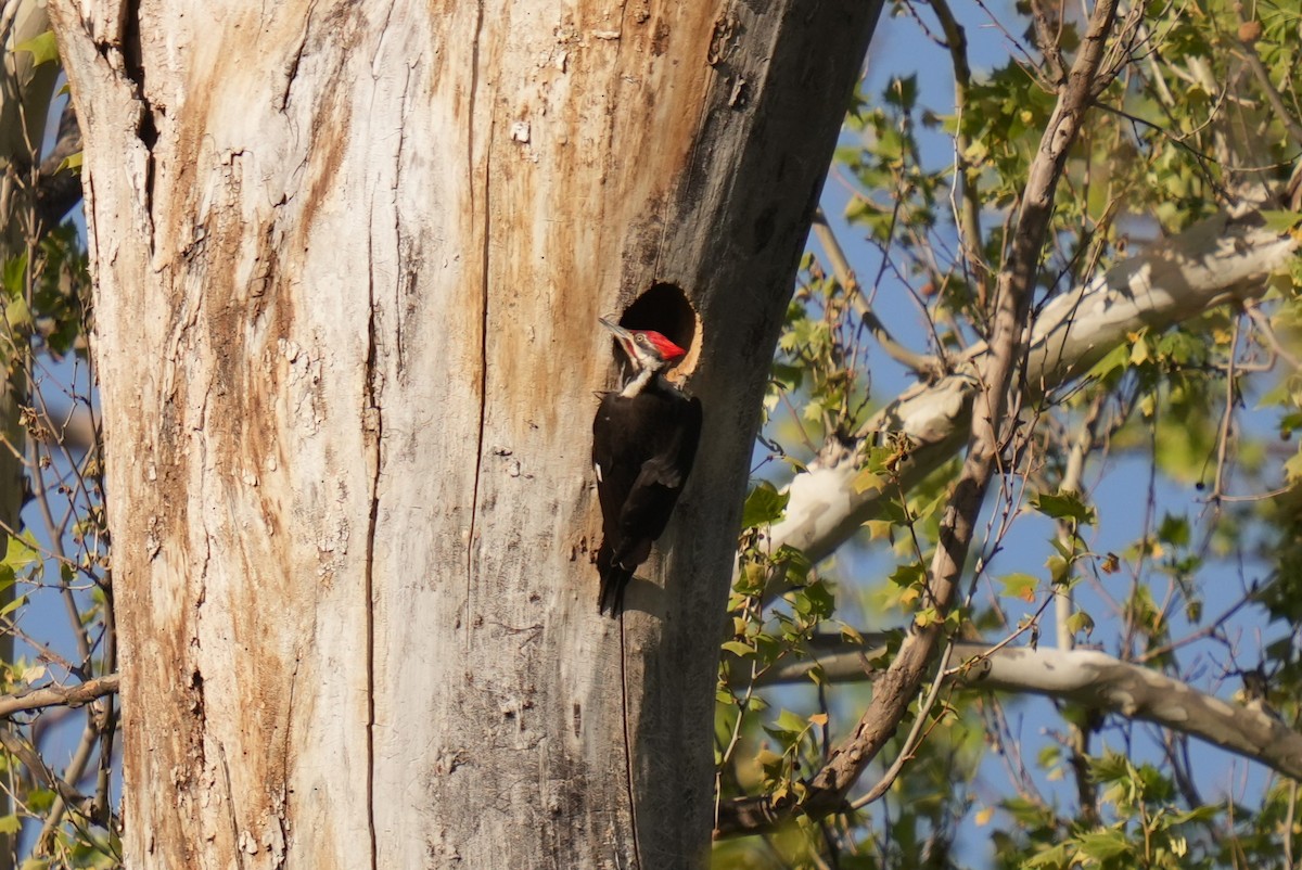 Pileated Woodpecker - ML618698254
