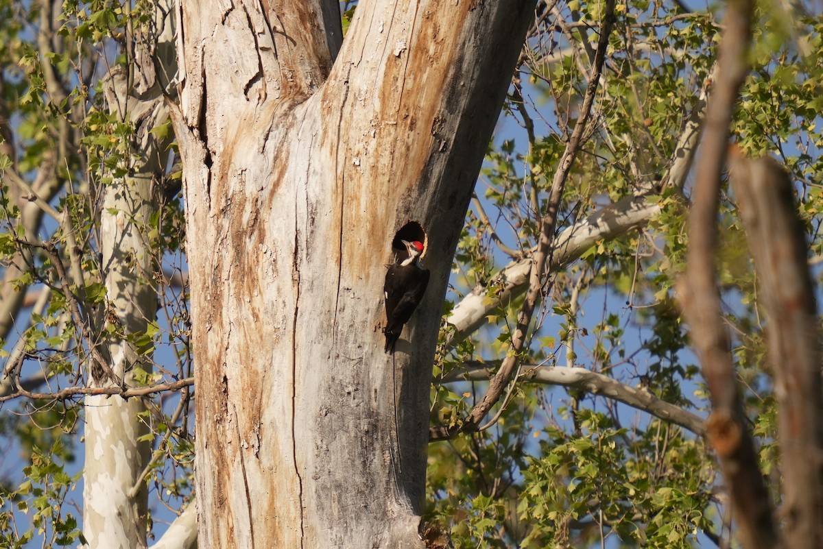 Pileated Woodpecker - ML618698255