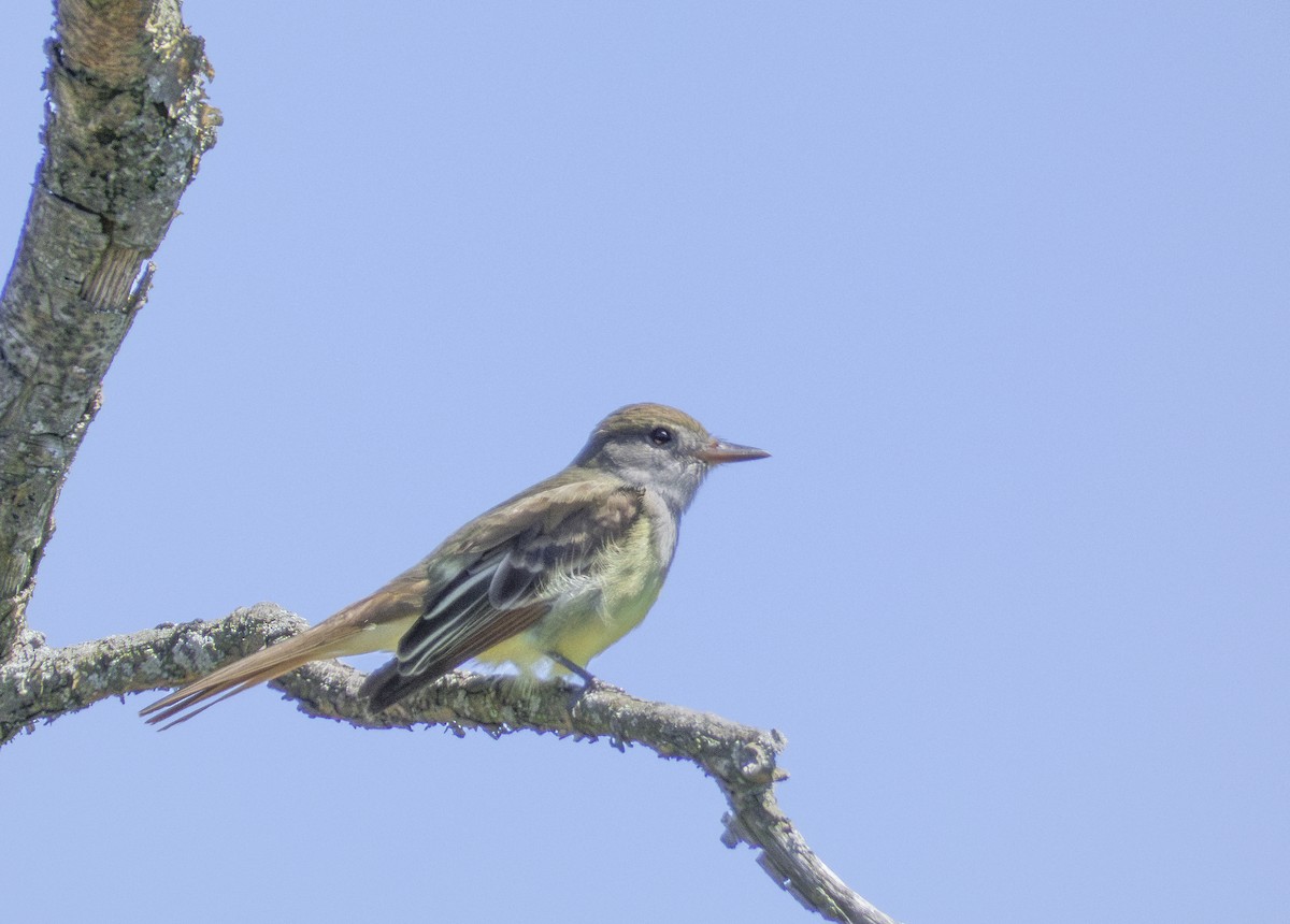 Great Crested Flycatcher - ML618698260