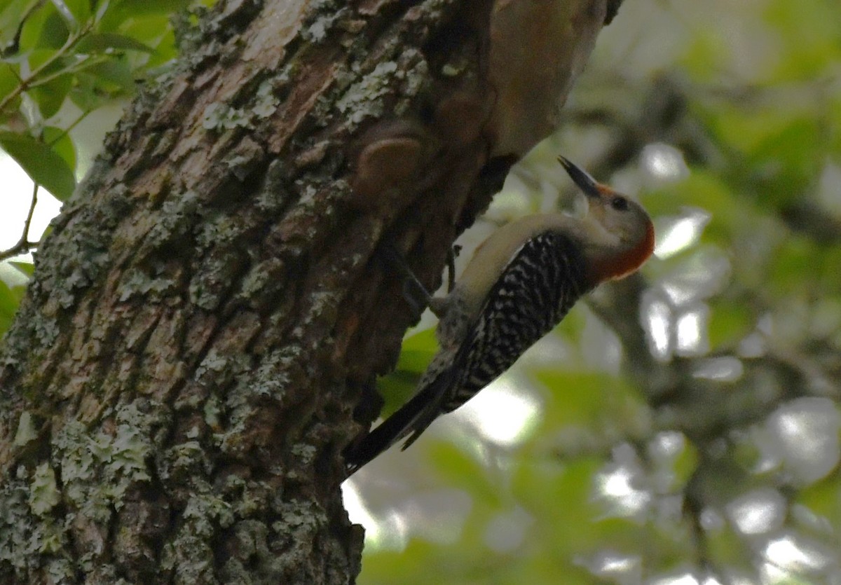 Red-bellied Woodpecker - ML618698271