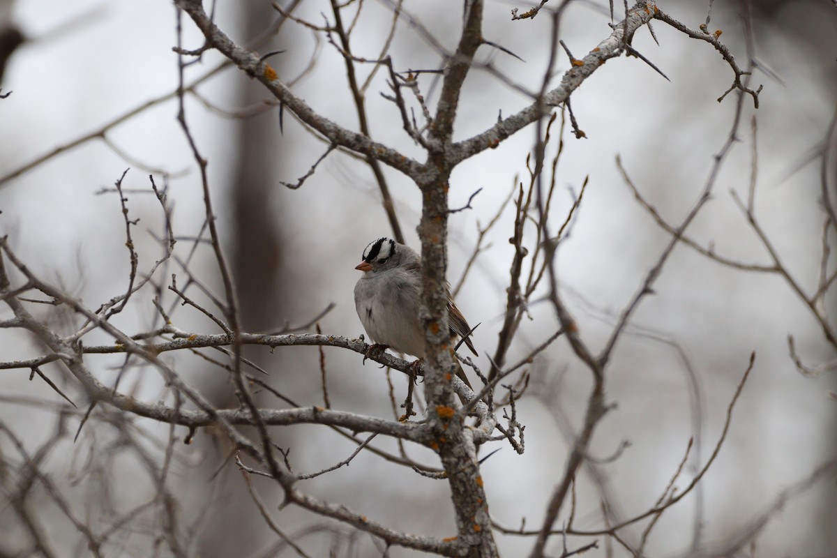White-crowned Sparrow - Katrina Wilcox
