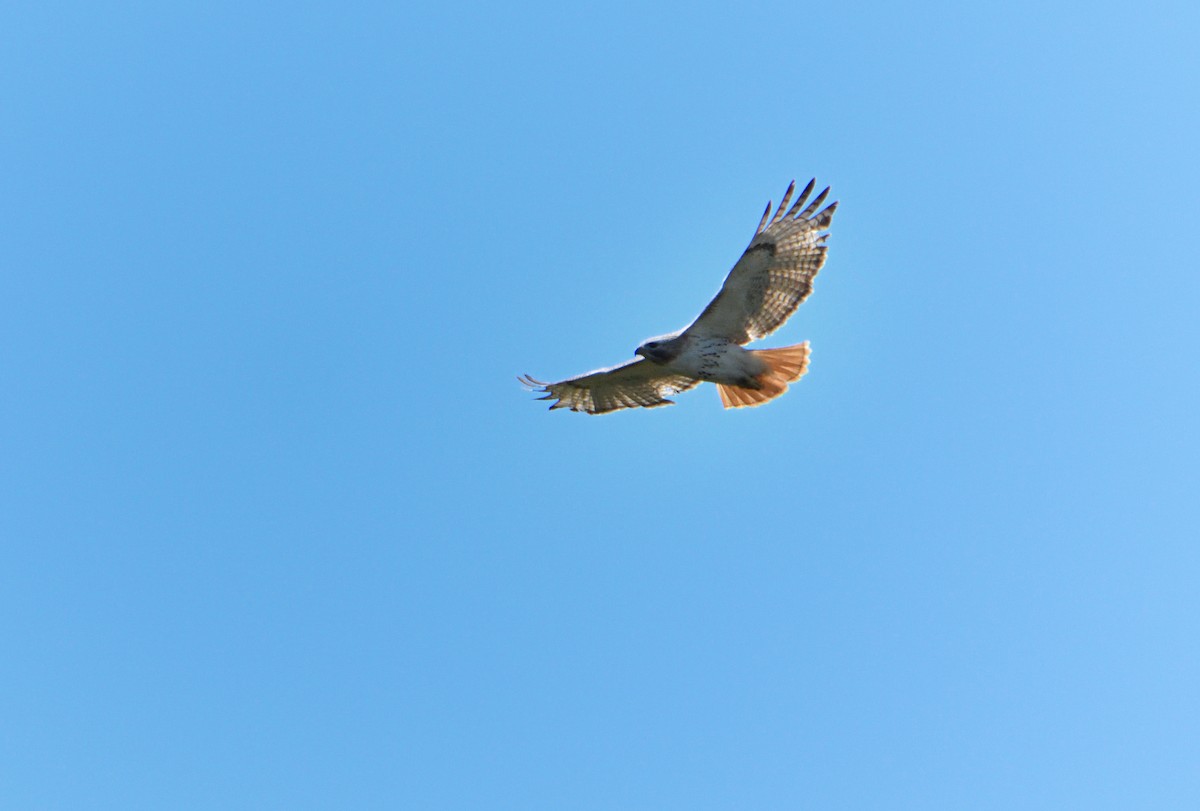Red-tailed Hawk - ML618698306