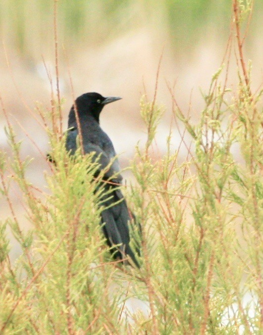 Great-tailed Grackle - ML618698318