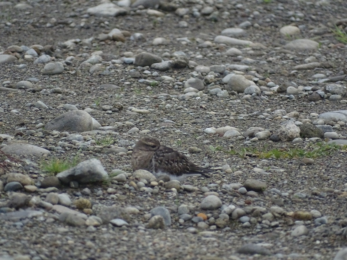 Rufous-chested Dotterel - ML618698331