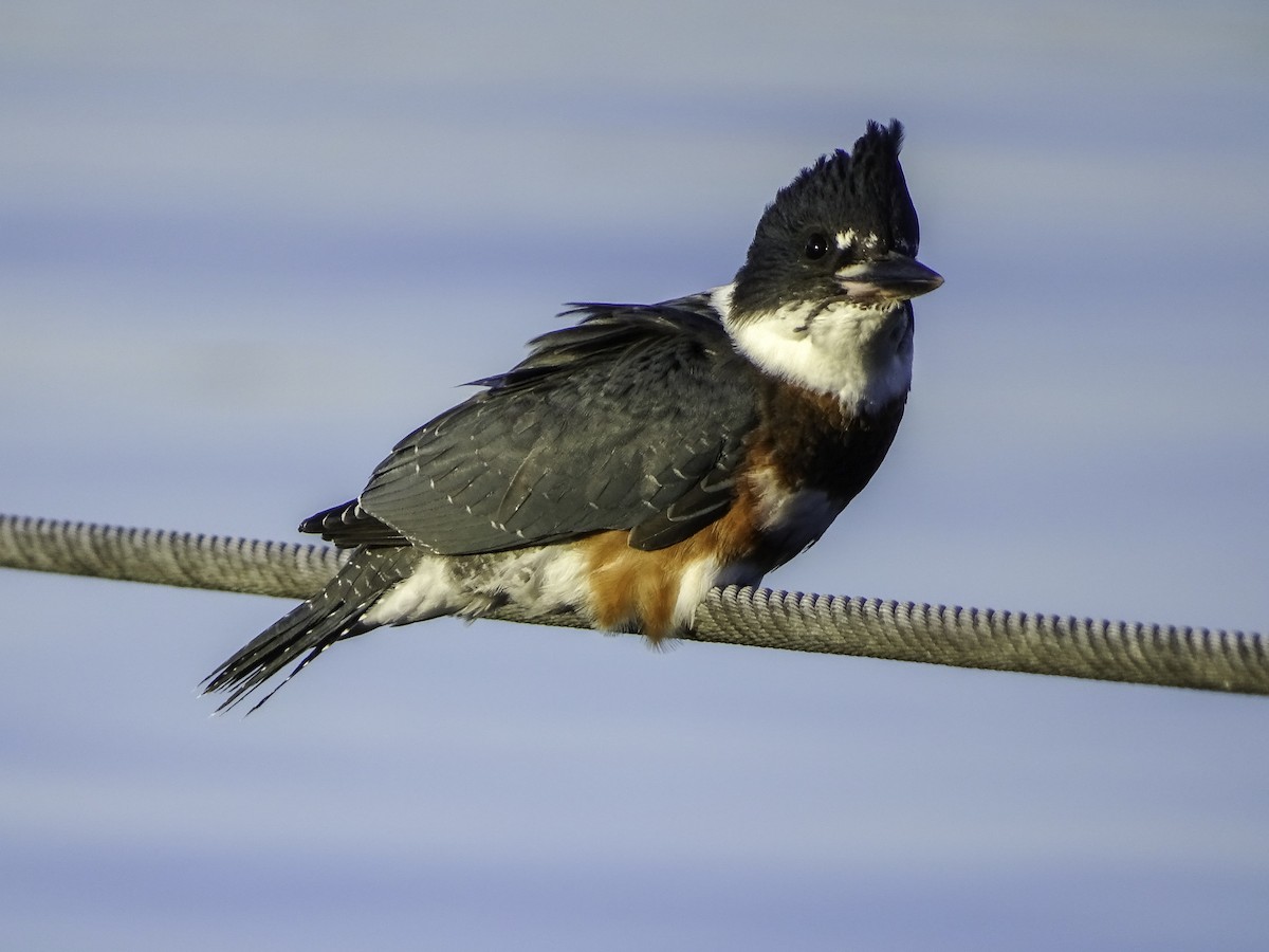 Belted Kingfisher - ML618698340