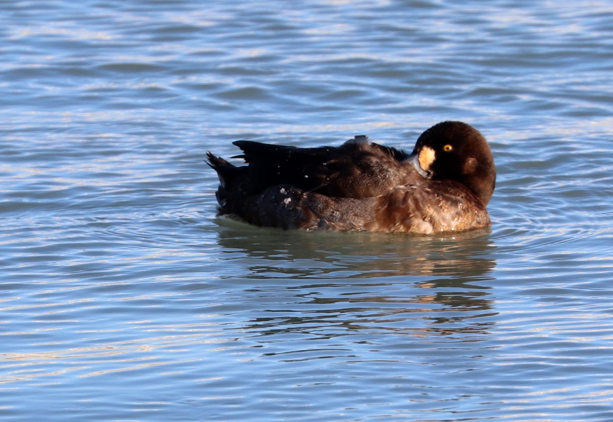 Greater Scaup - ML618698357