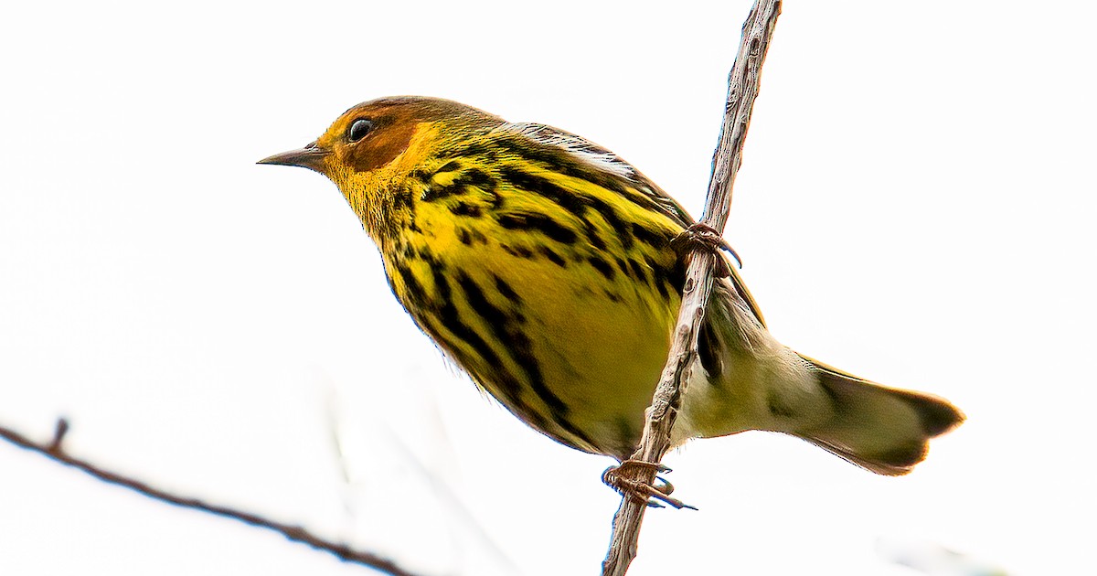 Cape May Warbler - ML618698365