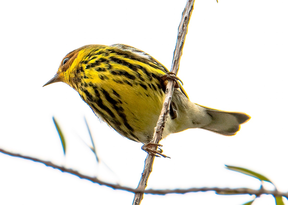 Cape May Warbler - ML618698366