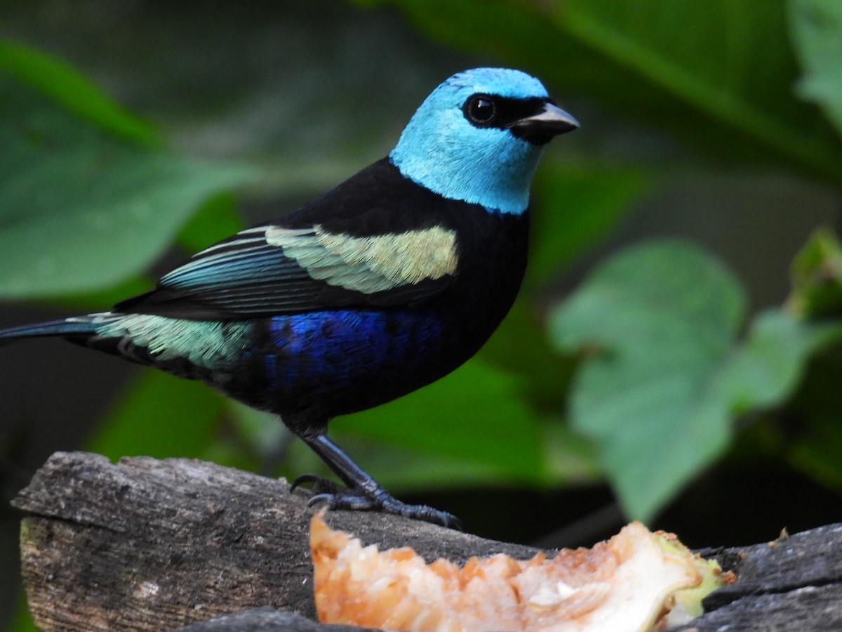 Blue-necked Tanager - ML618698399