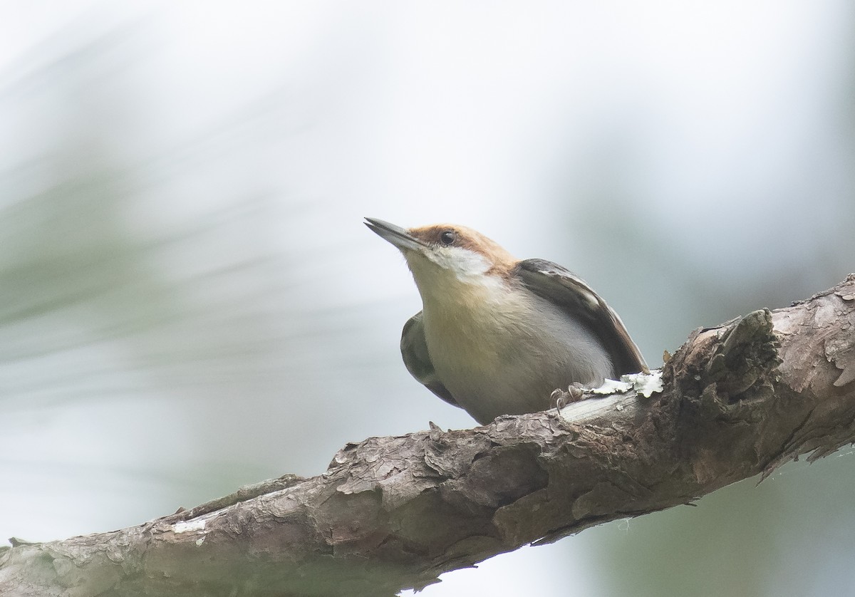 Brown-headed Nuthatch - Liam Huber