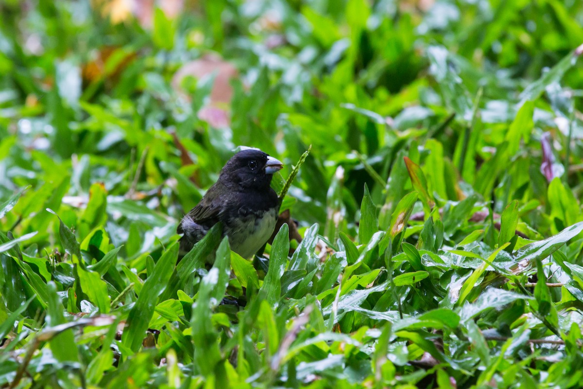 Yellow-bellied Seedeater - ML618698419