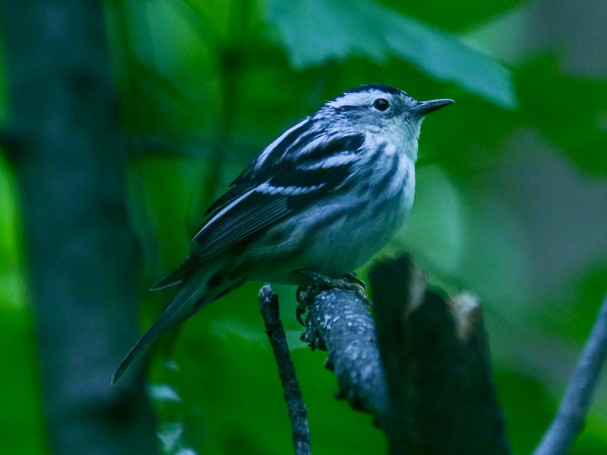 Black-and-white Warbler - ML618698437