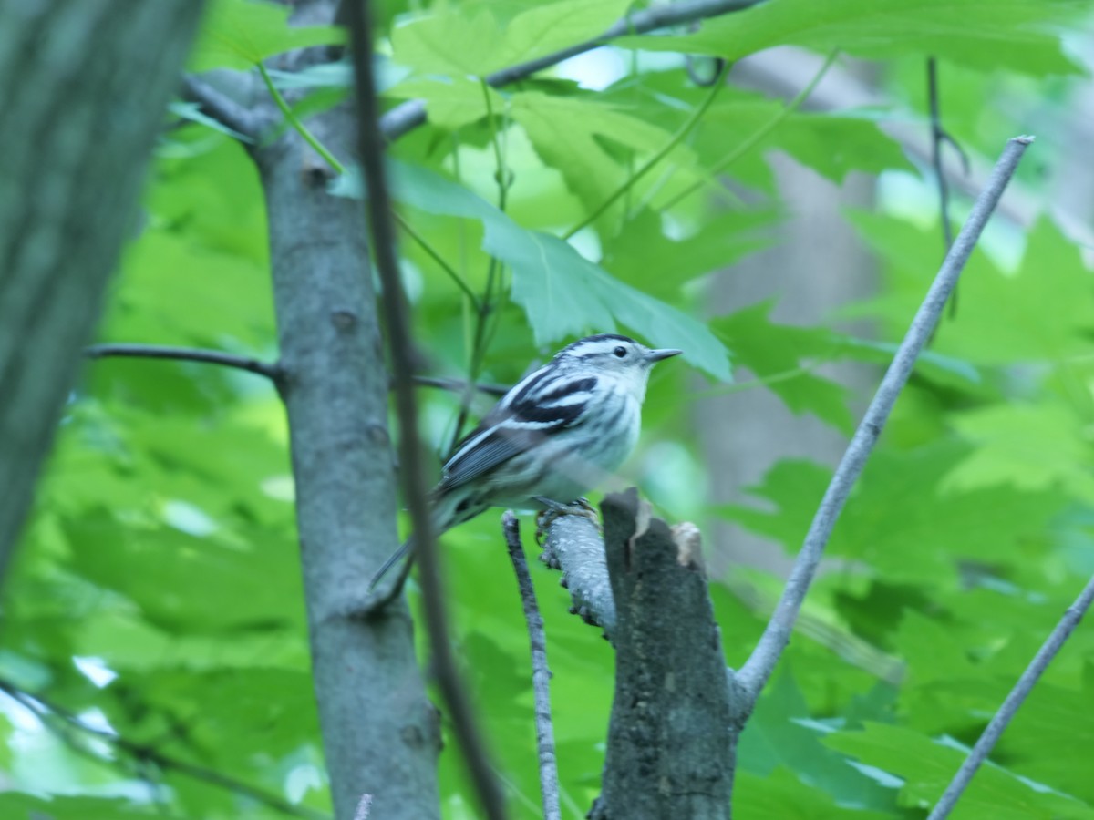 Black-and-white Warbler - ML618698438