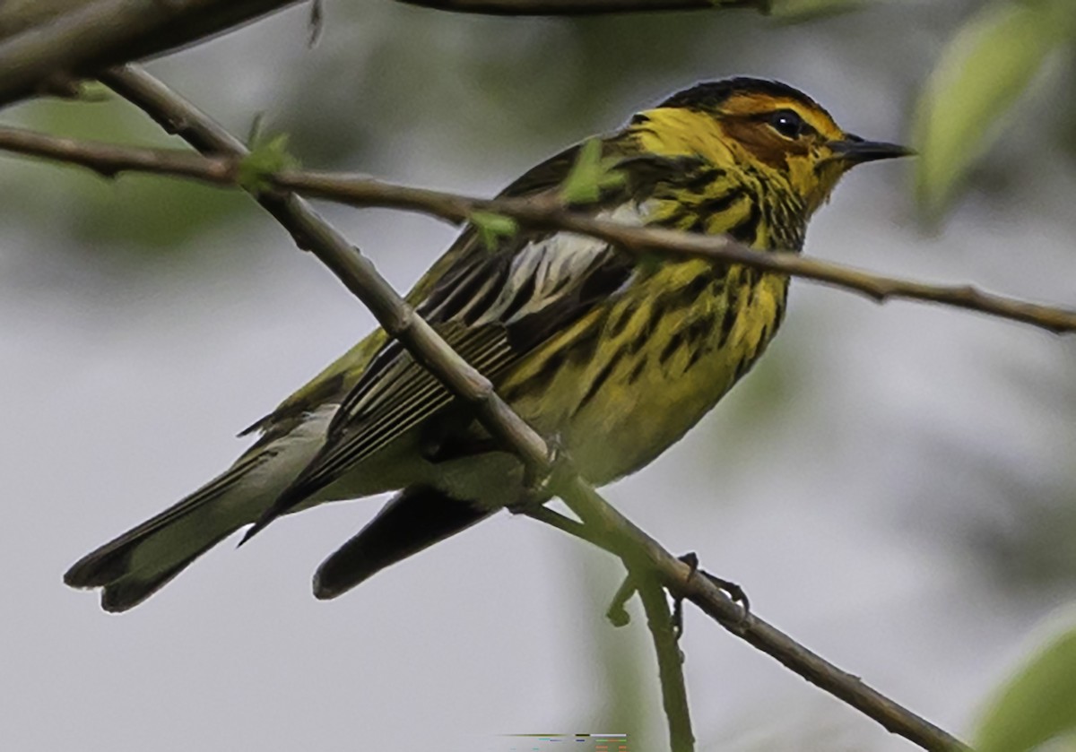 Cape May Warbler - ML618698439