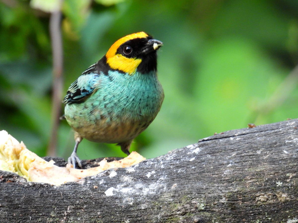 Saffron-crowned Tanager - ML618698485