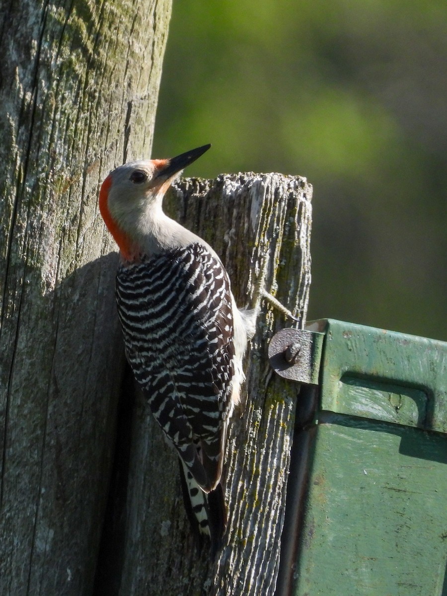 Red-bellied Woodpecker - ML618698513