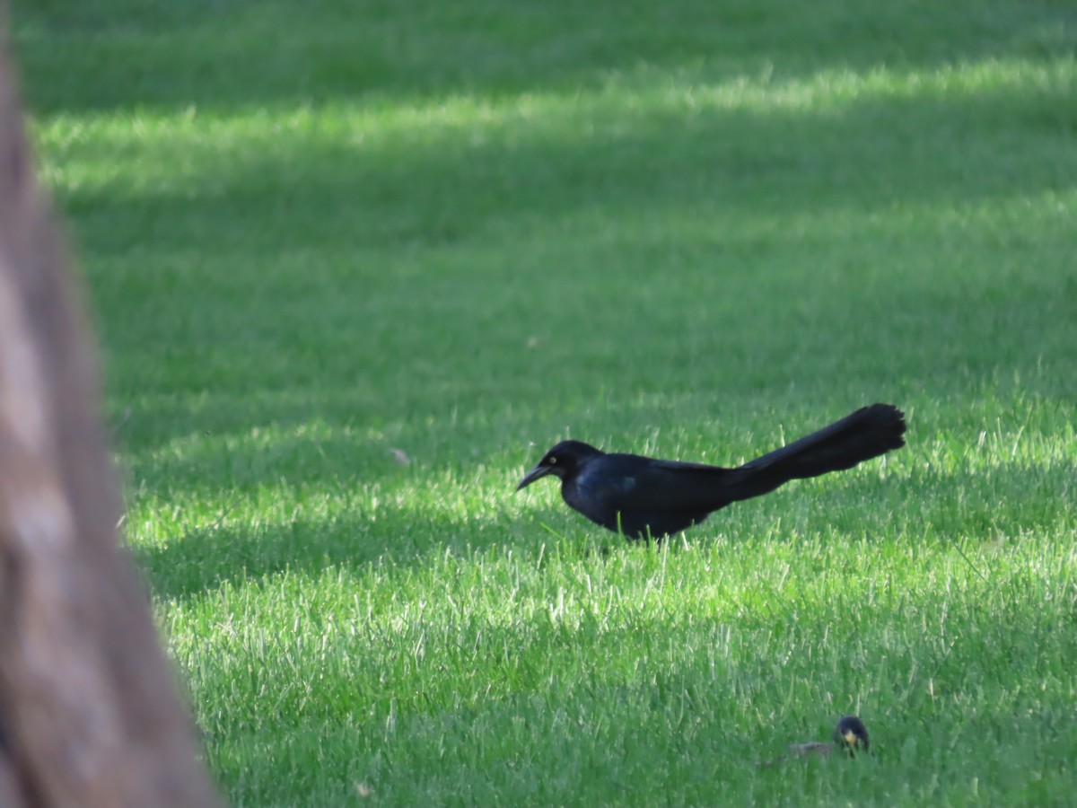Great-tailed Grackle - ML618698514