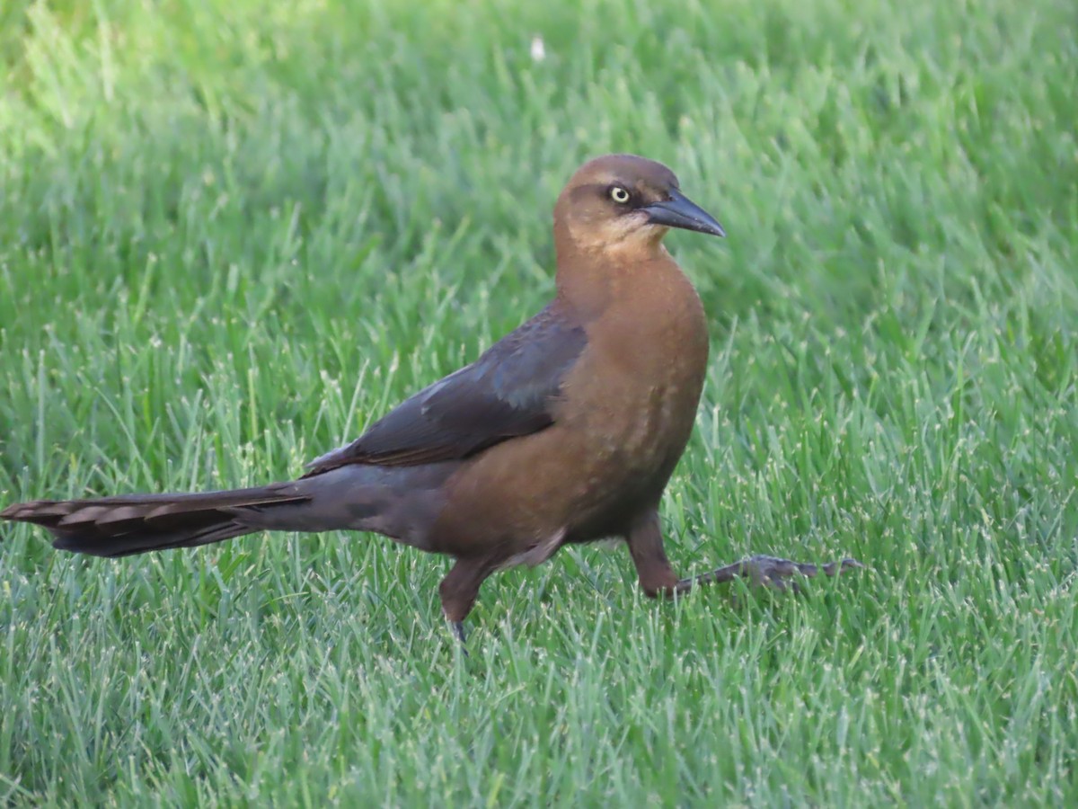 Great-tailed Grackle - ML618698515