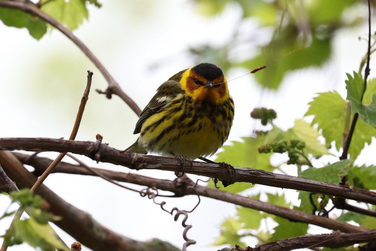Cape May Warbler - ML618698569