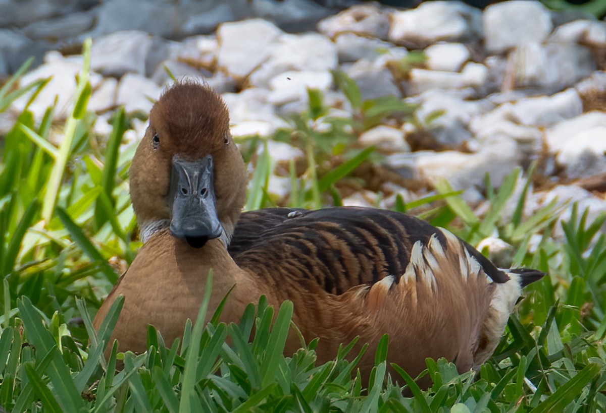 Fulvous Whistling-Duck - ML618698620