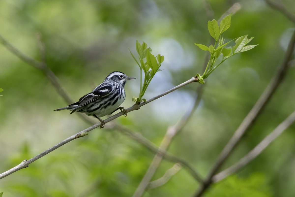 Black-and-white Warbler - ML618698636