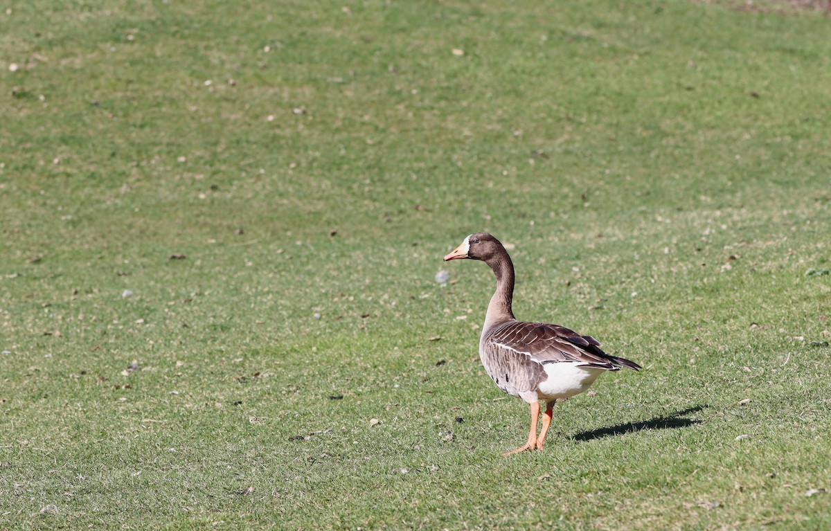 Greater White-fronted Goose - ML618698638