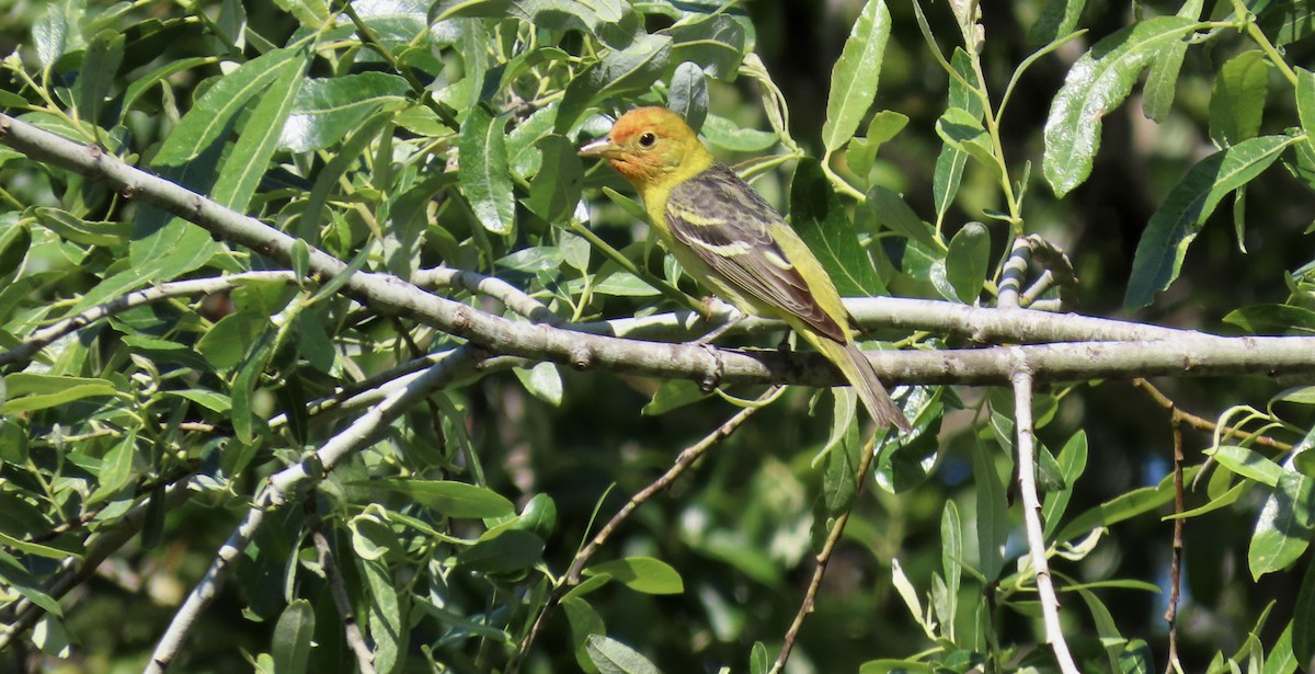 Western Tanager - ML618698647