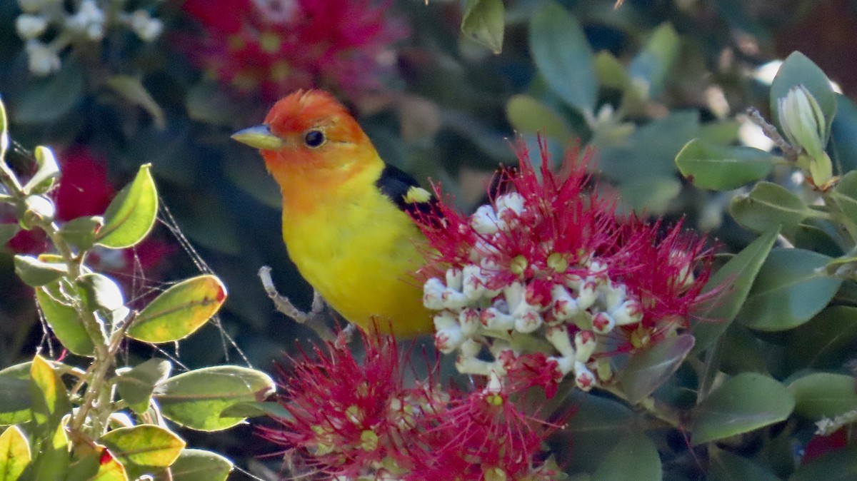 Western Tanager - ML618698656