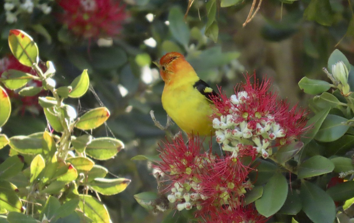 Western Tanager - ML618698662
