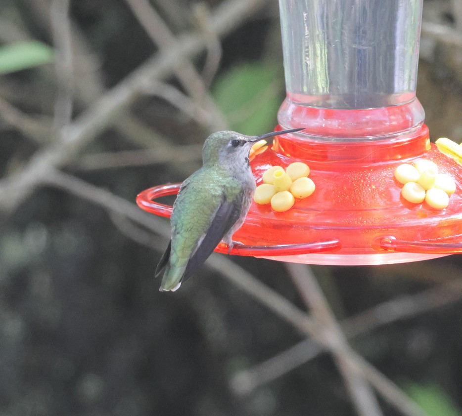 Anna's Hummingbird - ML618698692