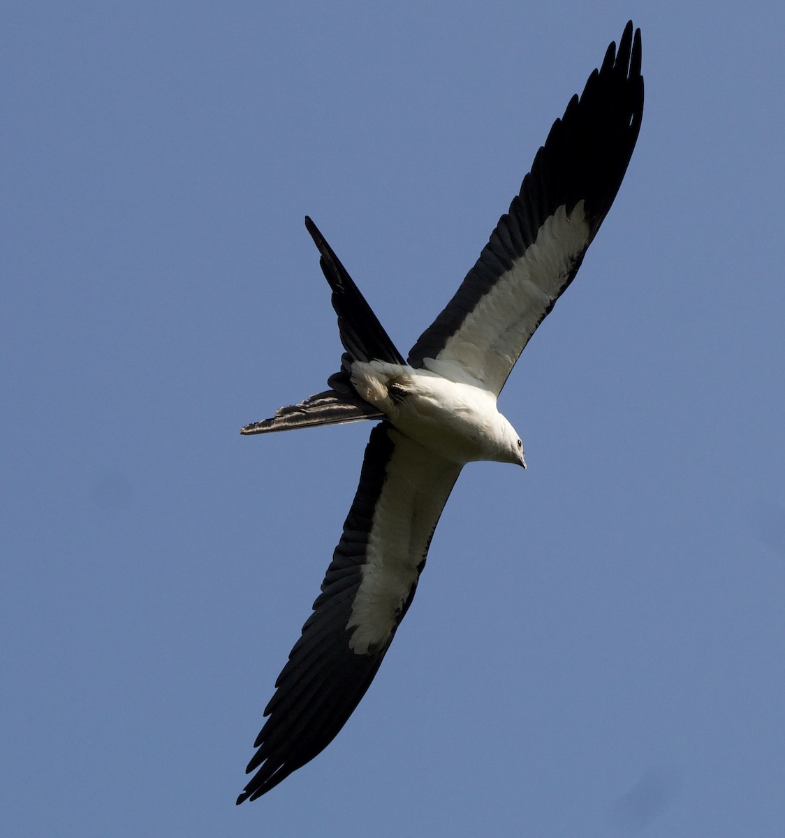 Swallow-tailed Kite - ML618698715