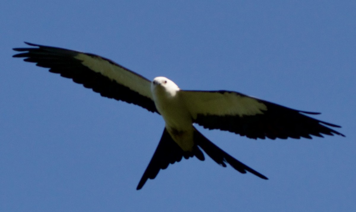 Swallow-tailed Kite - ML618698717