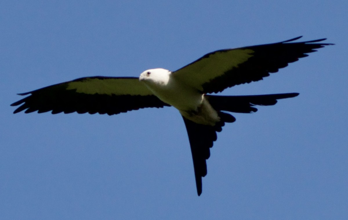 Swallow-tailed Kite - ML618698718