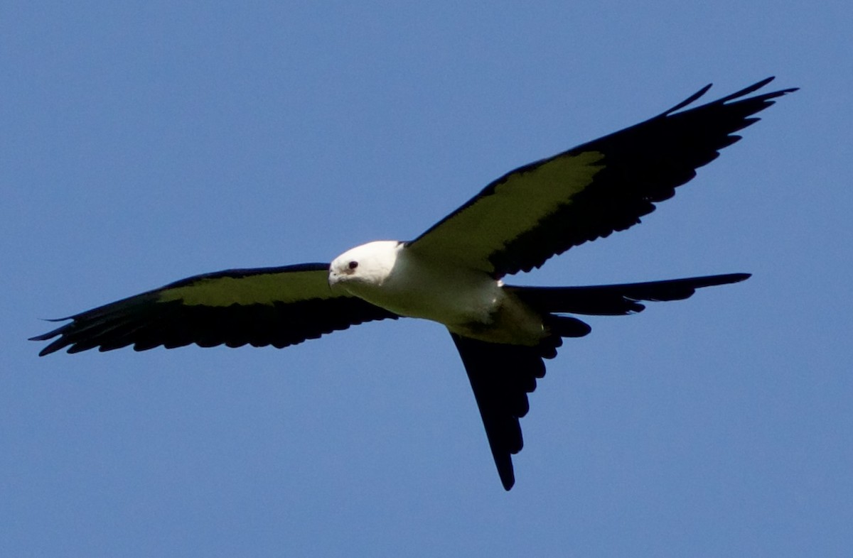 Swallow-tailed Kite - ML618698719