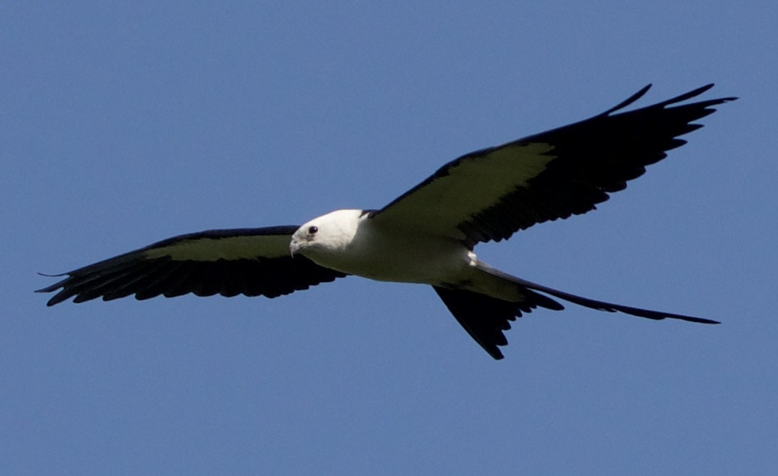 Swallow-tailed Kite - ML618698720