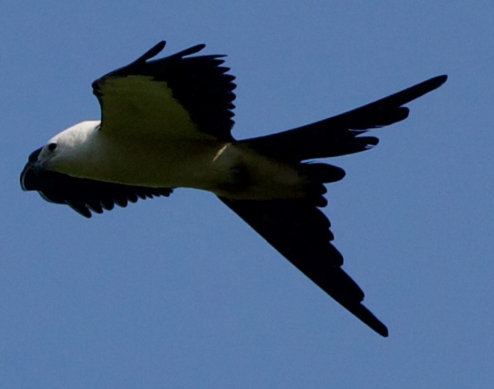 Swallow-tailed Kite - ML618698721
