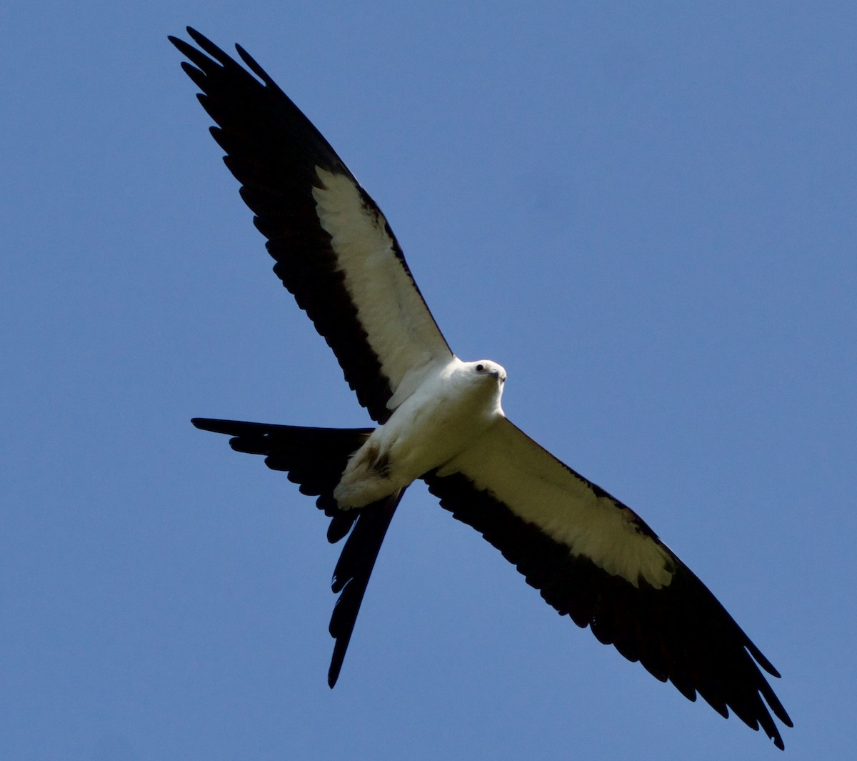 Swallow-tailed Kite - ML618698722