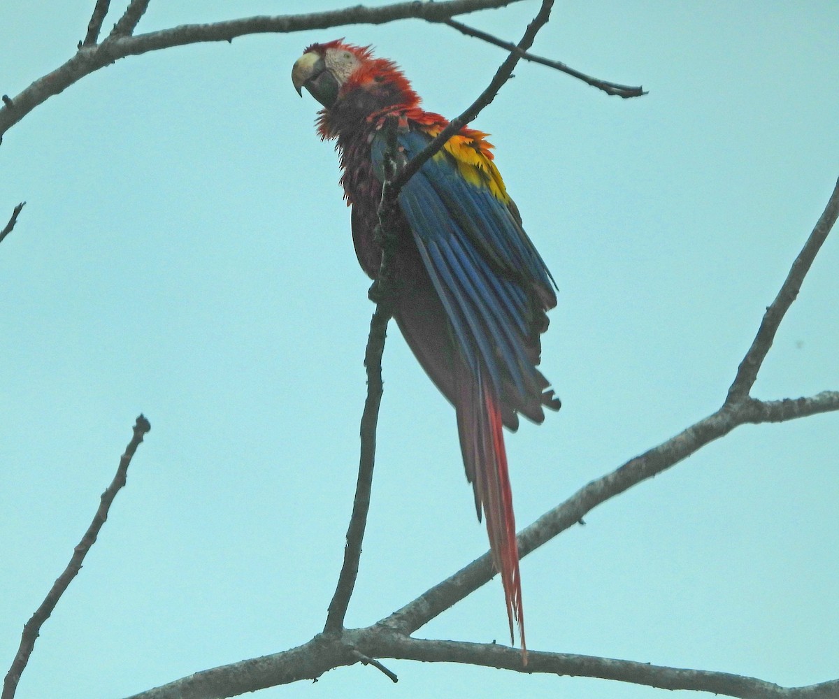 Scarlet Macaw - Nancy Eckardt