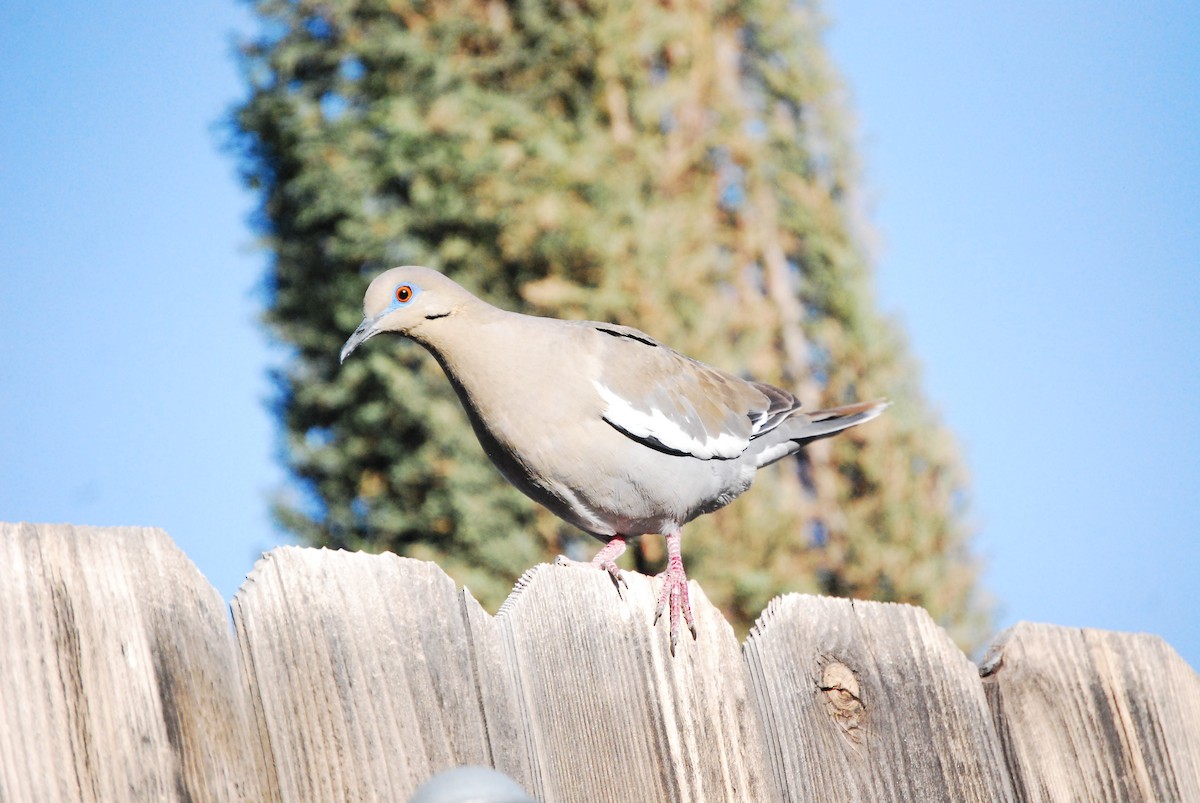 White-winged Dove - ML618698730