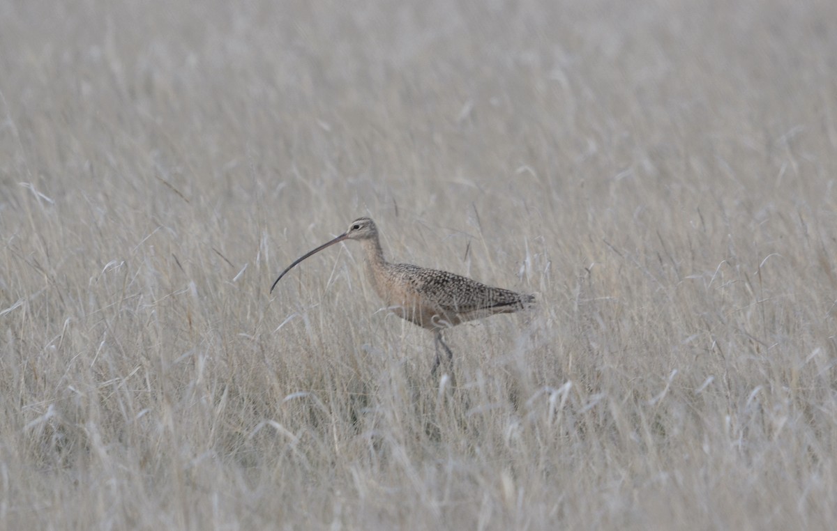 Long-billed Curlew - ML618698737
