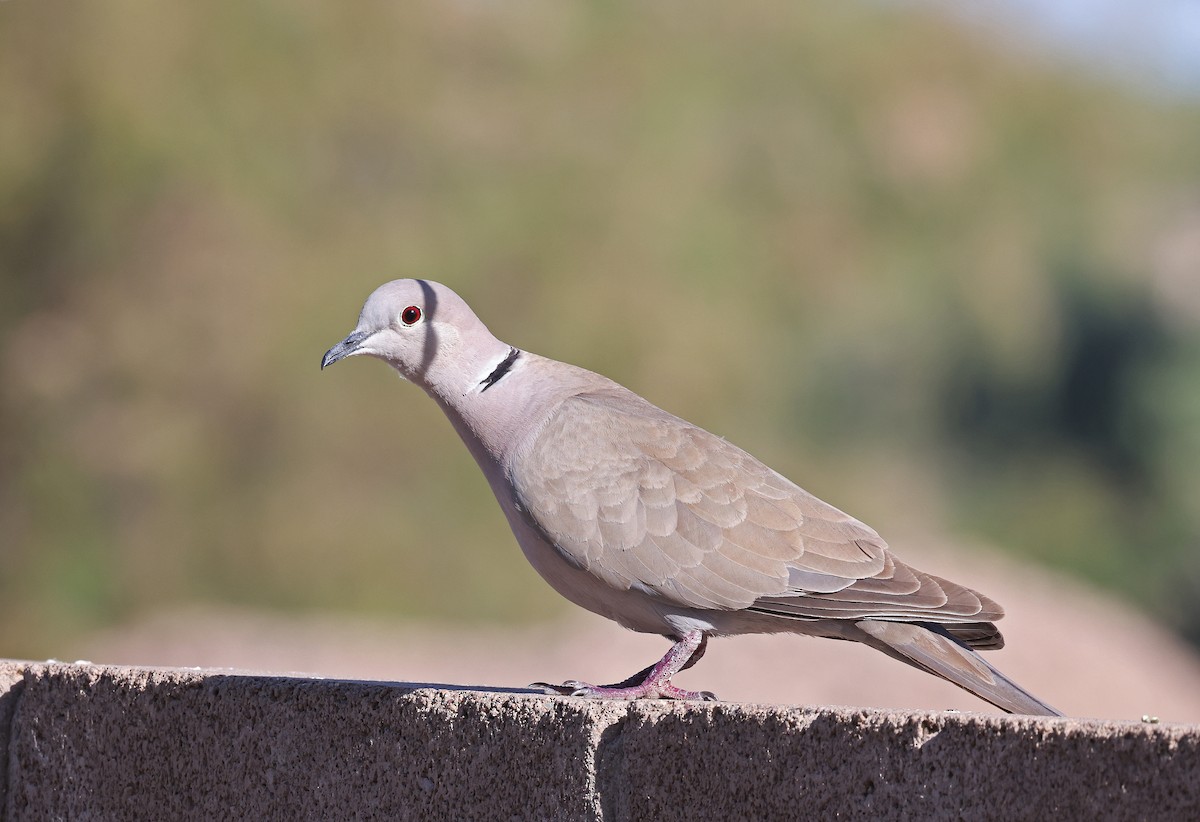 Eurasian Collared-Dove - ML618698744
