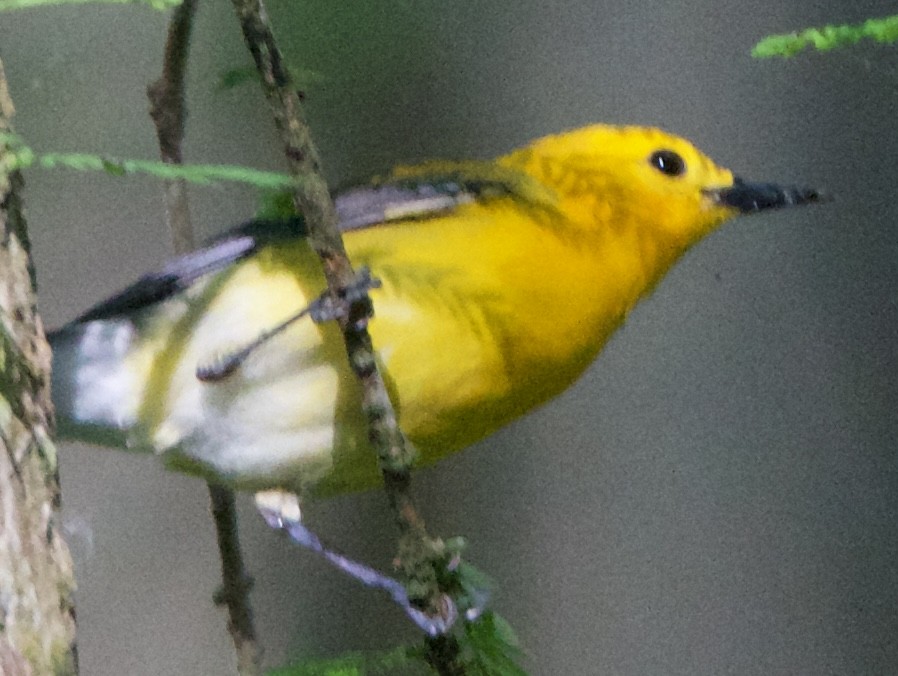 Prothonotary Warbler - ML618698747