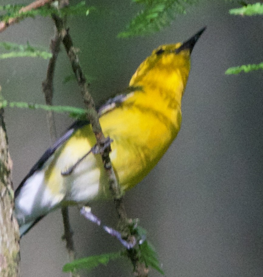 Prothonotary Warbler - ML618698748