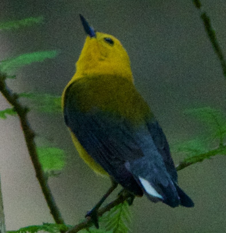 Prothonotary Warbler - ML618698749