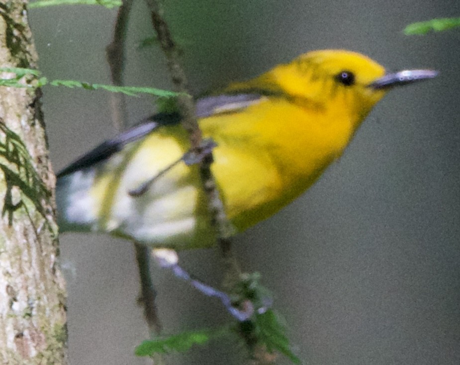 Prothonotary Warbler - ML618698750