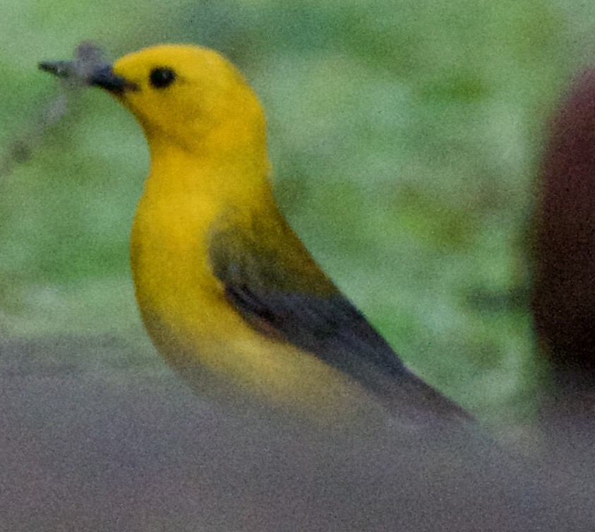Prothonotary Warbler - ML618698752