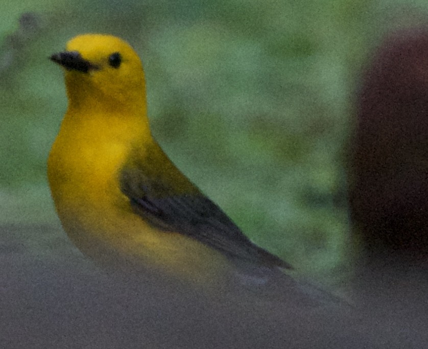 Prothonotary Warbler - ML618698753
