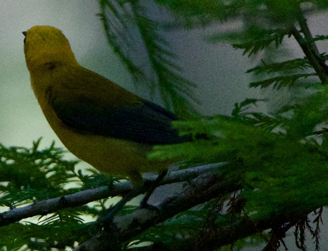 Prothonotary Warbler - ML618698754
